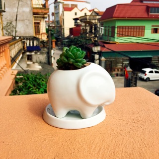 Chậu cây sen đá hình thú