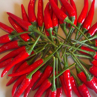 Hạt Giống Ớt Chỉ Thiên F1
