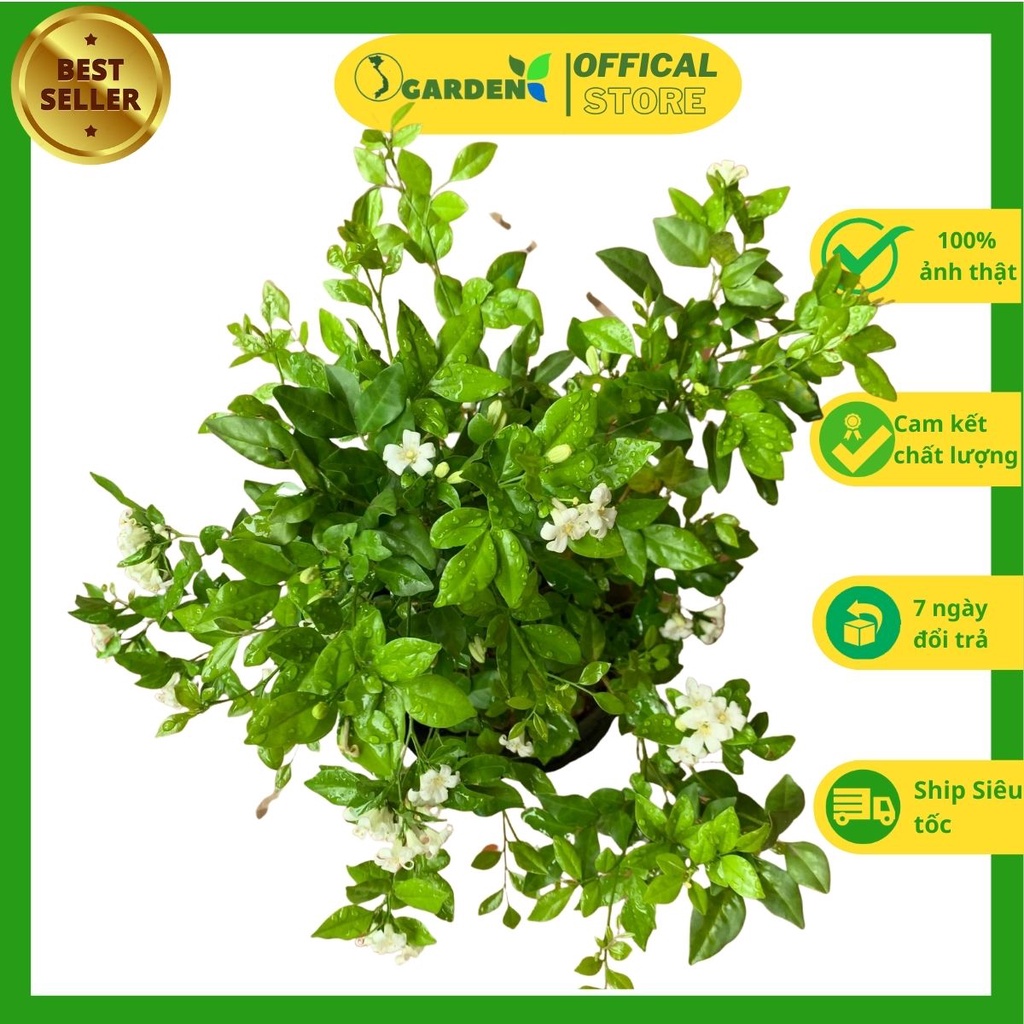 Cây hoa nguyệt quế tán xum xuê, cây đã có hoa, hoa thơm, dễ trồng cao khoảng 50cm (Cây như hình 2-7