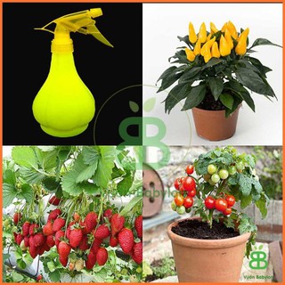 bình tưới cây phun sương 700ml