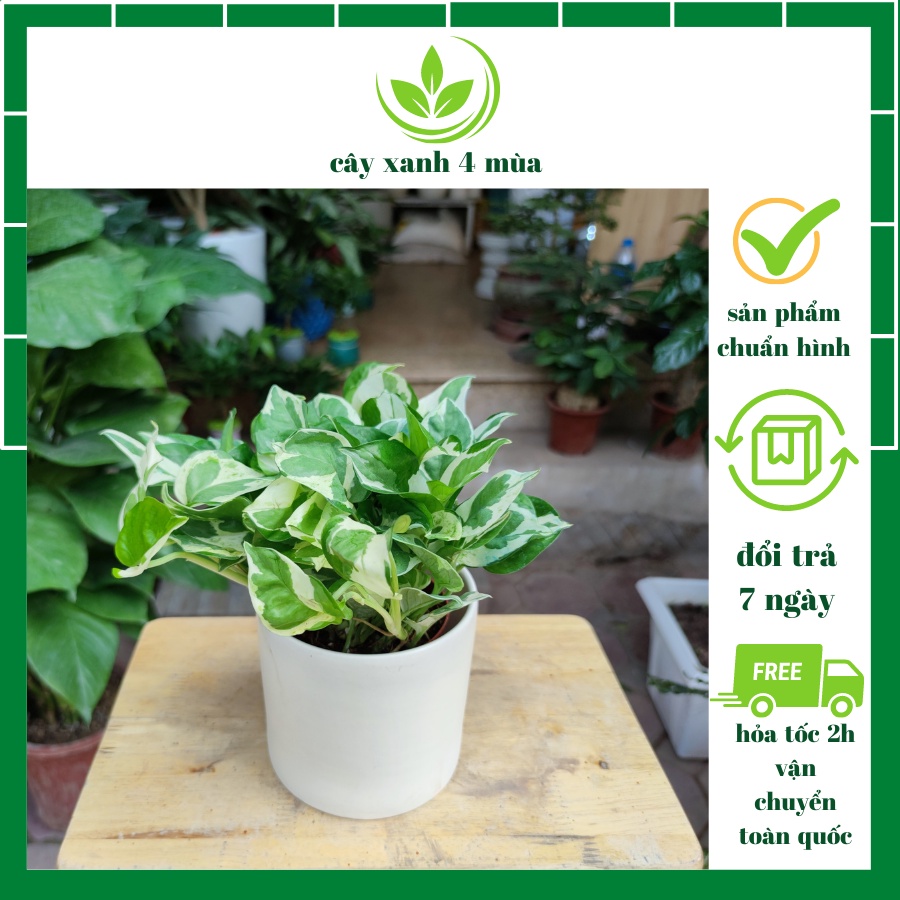 Cây trầu bà cẩm thạch (trầu bà bò sữa) cây lọc không khí hút khí độc