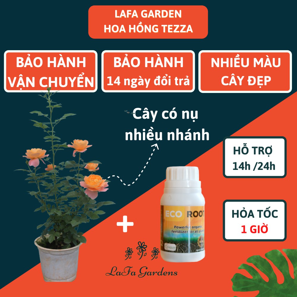 Hoa hồng TEZZA kích thước 40-60cm, màu cam, đỏ, hồng, kèm phân bón hữu cơ eco root chai 100ml, Combo phân bón hoa hồng