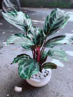 Chậu Đuôi Công Xanh Tím