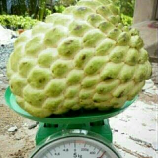 Cây na Thái ít hạt, cây ghép khỏe