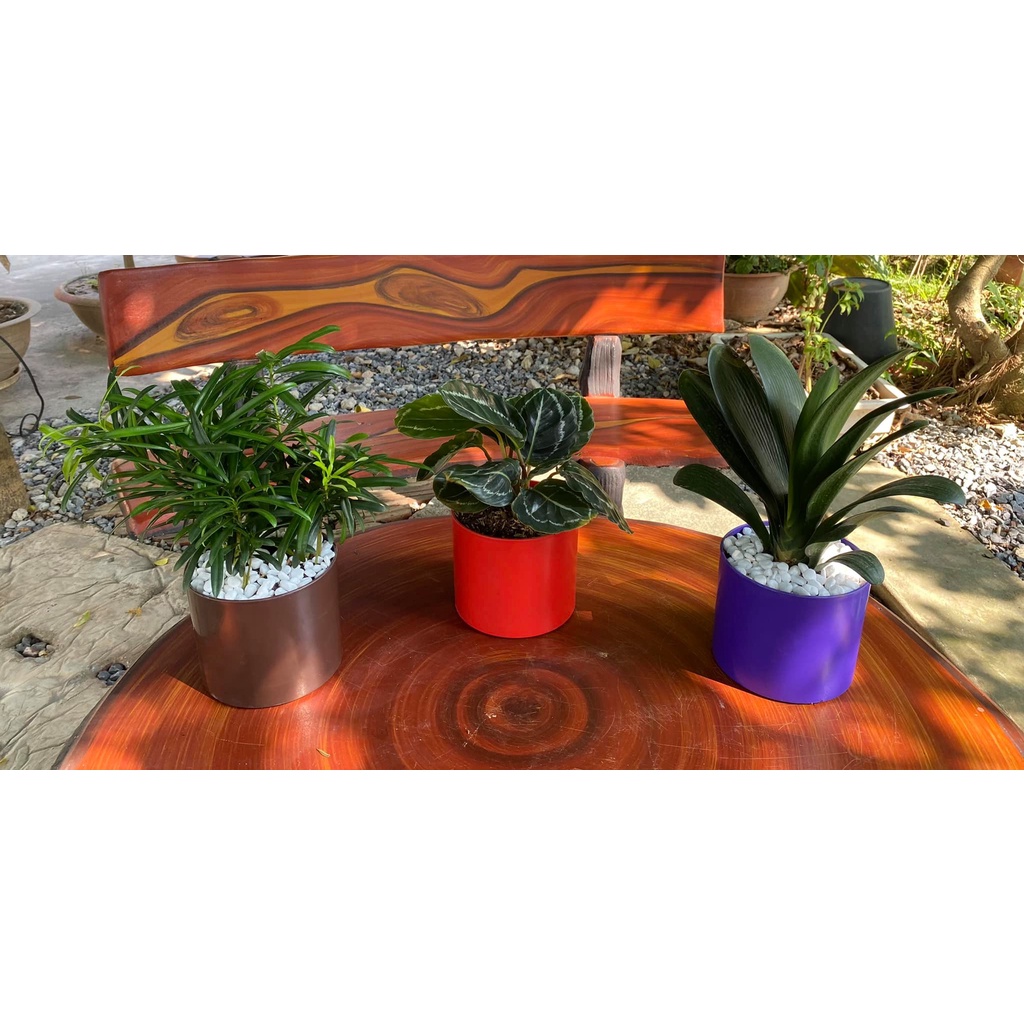 combo 30 chậu tròn chậu đứng hình trụ ttr12