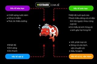 Extra Bio - vi sinh hồ cá