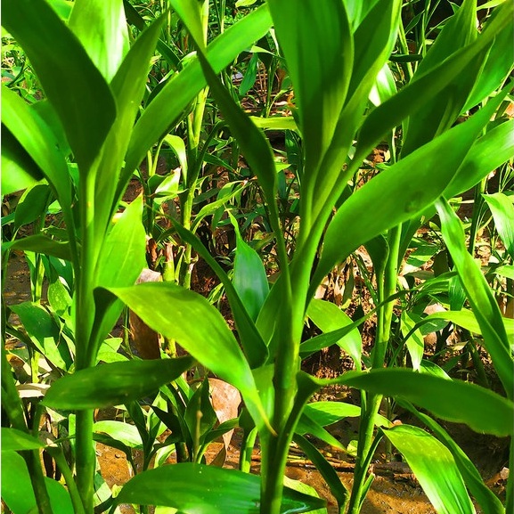 Combo 10 Cây Phát Tài Lá Xanh Cao 50cm-55cm