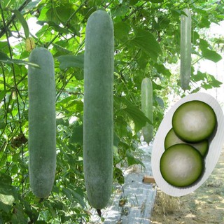 Hạt giống bí xanh dài ( bí sặt ) - Gói 30 Hạt