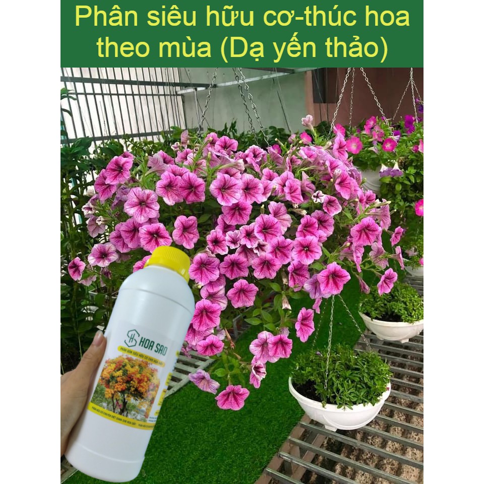 {Combo 2 chai}Phân bón hoa giấy Hoa Sao, phân hữu cơ Hoa Sao,  giúp hoa giấy sai hoa,nở hoa đồng loạt rực rỡ quanh năm