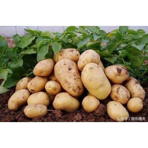 Khoai tây Đà Lạt 1kg - Hàng mới mỗi ngày