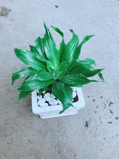 Chậu Cây Phát Tài