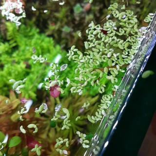 Cây bèo tấm - Cây thuỷ sinh nổi mặt nước