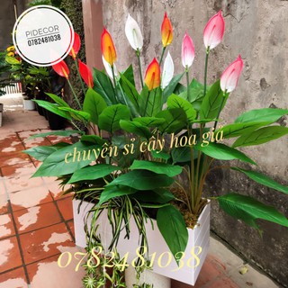 Cây Lan Ý giả  Trang Trí cao 90cm giống thật - PiDecor