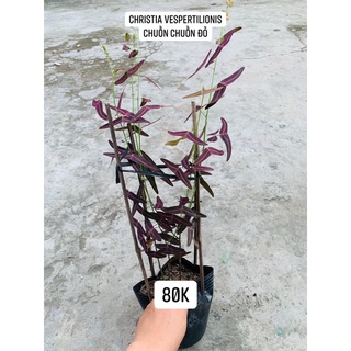 Cây bướm bay/ chuồn chuồn đỏ