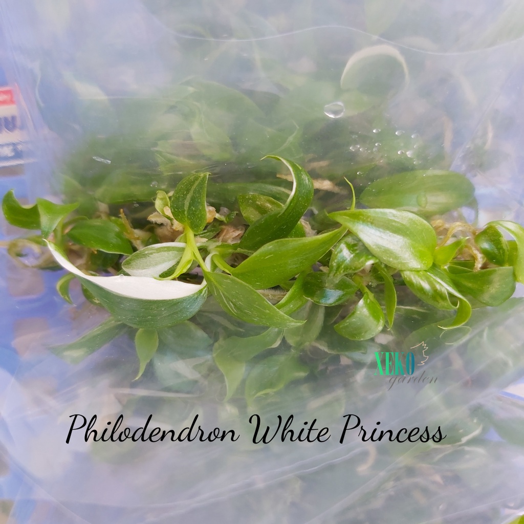 CÂY GIỐNG PHILODENDRON WHITE PRINCESS