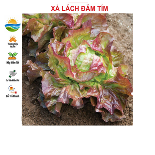 Hạt giống xà lách đăm tím 0.2gr