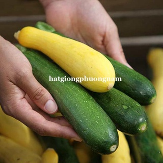 10h- hạt giống bí ngòi
