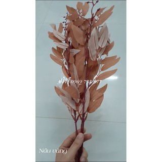Lá bạch đàn