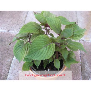 Hạt giống rau tía tô thơm