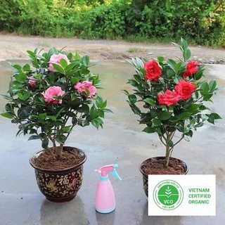 5 Hạt giống Trà My Nhật (tặng gói Kích nẩy mầm và Hướng dẫn) THUTHUY