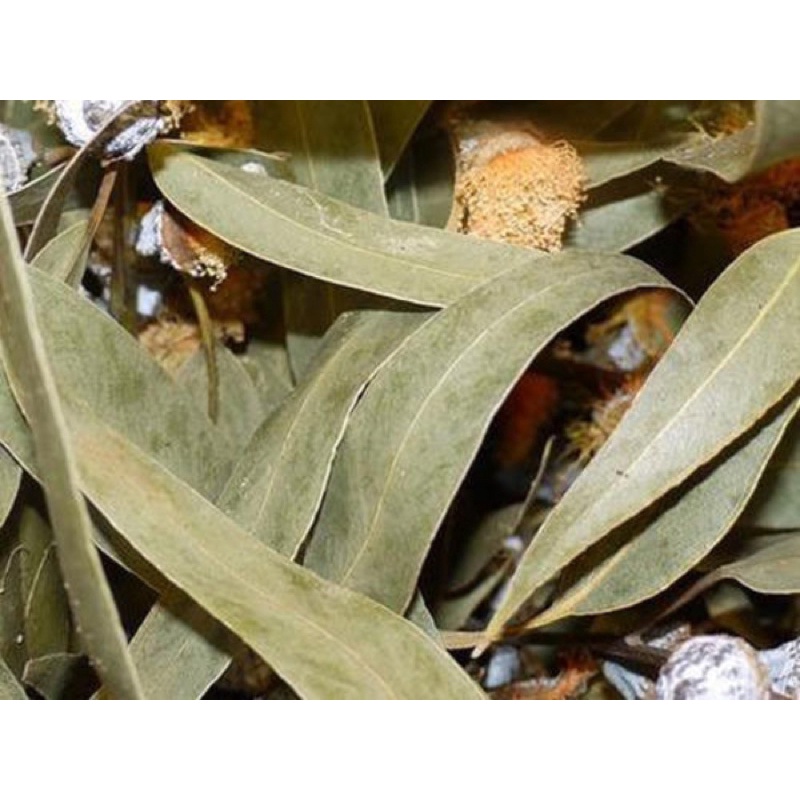 Lá Bạch Đàn Khô (Khuynh Diệp) Tẩy Uế Trừ Khí Xấu Giảm Sự Căng Thẳng Mang Lại Bình An Dùng Xông Nhà Và Tắm