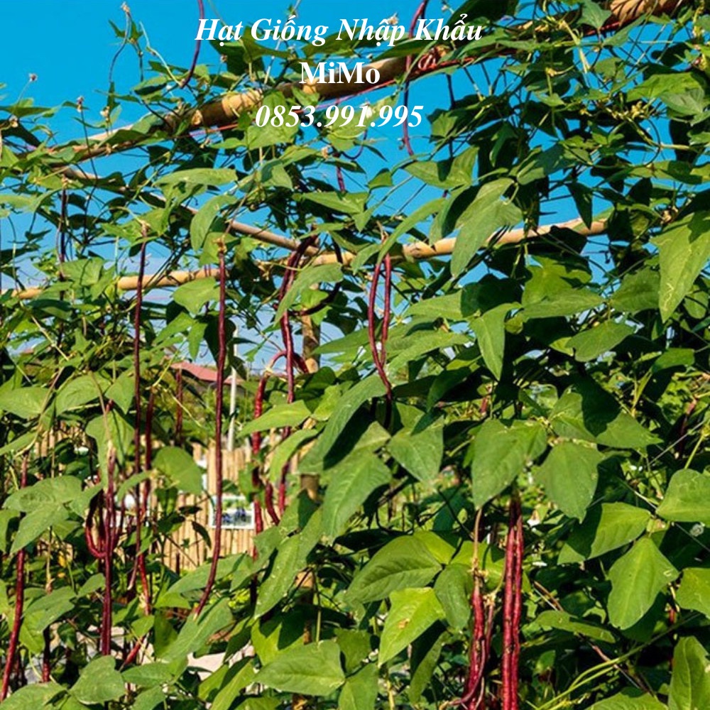 Hạt giống đậu đũa tím đỏ siêu trái, giàu dinh dưỡng