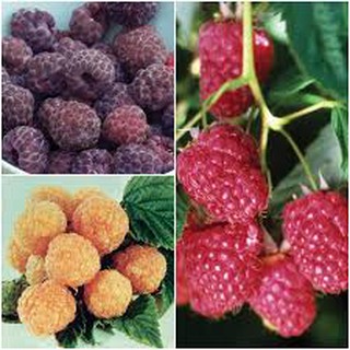 Giống Mâm Xôi Phúc bồn tử Raspberry seeds