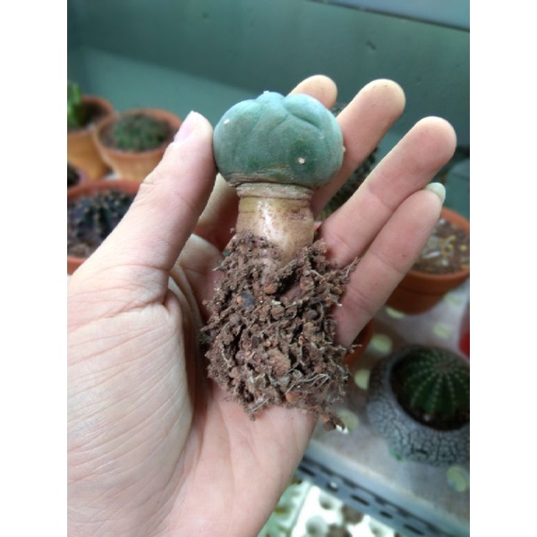 Xương rồng lopho