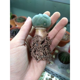 Xương rồng lopho size nhỏ 4-5cm