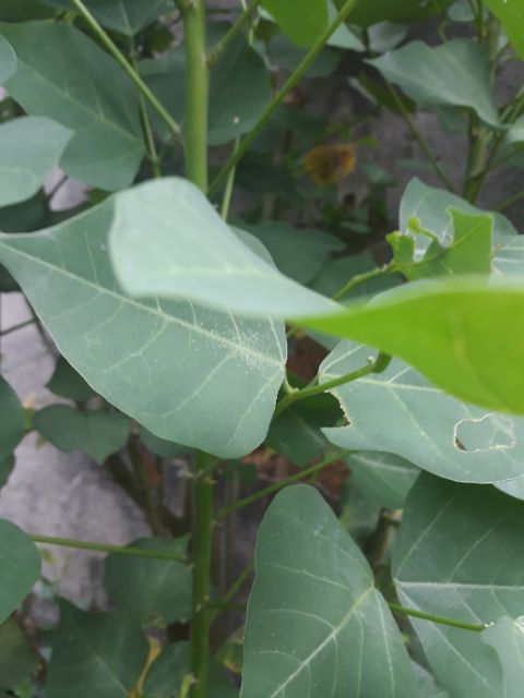 Lá Vông Tươi -Hà Nội 1kg