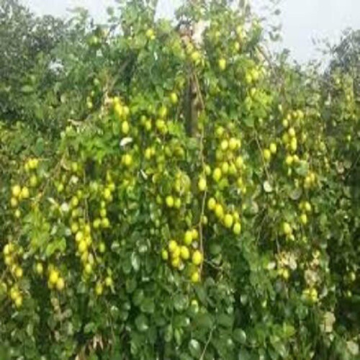 CÂY GIỐNG TÁO CHUA SIÊU QUẢ NĂNG SUẤT CAO