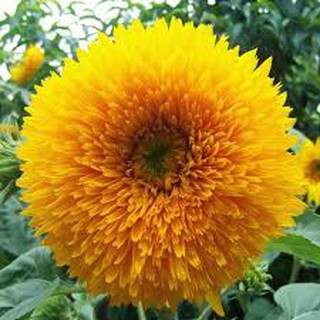 30 hạt giống hoa hướng dương xù ( hướng dương gấu)
