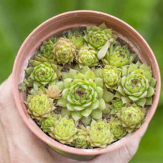 Sen phật bà cỡ vừa 9-11cm