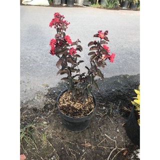 Cây Tường Vi Huyết Long