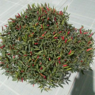 ớt hiểm trái nhỏ