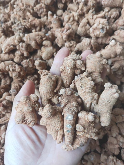 Củ tam thất Bắc 100G củ tam thất khô, thơm, hàng chuẩn Tây Bắc đủ loại-Dược Liệu Quý