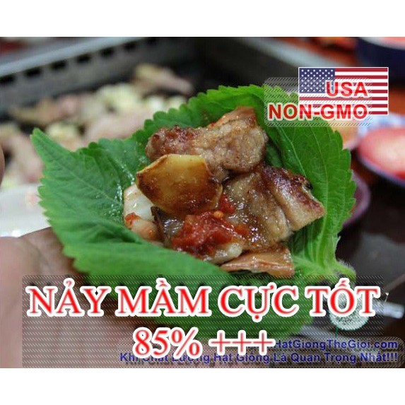 0.5Gr Hạt Giống Lá Vừng Hàn Quốc (B3.301| Y52*X43)