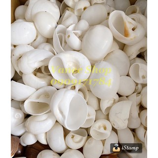 Vỏ ốc mỡ trắng 100gr
