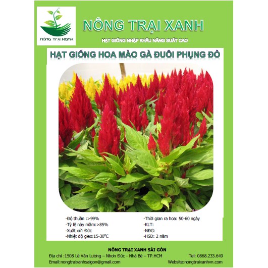 Hạt Giống Hoa Mào Gà Đuôi Phụng Đỏ (100 Hạt) - MUA 3 TẶNG 1 CÙNG LOẠI