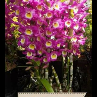 Dendro xuân cây giống