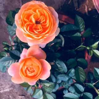 Hồng Tezza cá hồi- Sai nụ - Rất bền hoa, Dễ chăm sóc