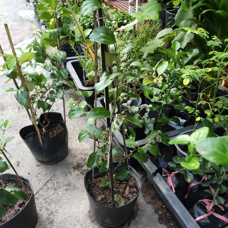 Cây táo thái xanh siêu trái cao từ 1m Indian Jujube  Ziziphus nummular