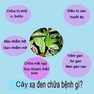 Gạo lứt xạ đen thảo mộc thải độc mát gan