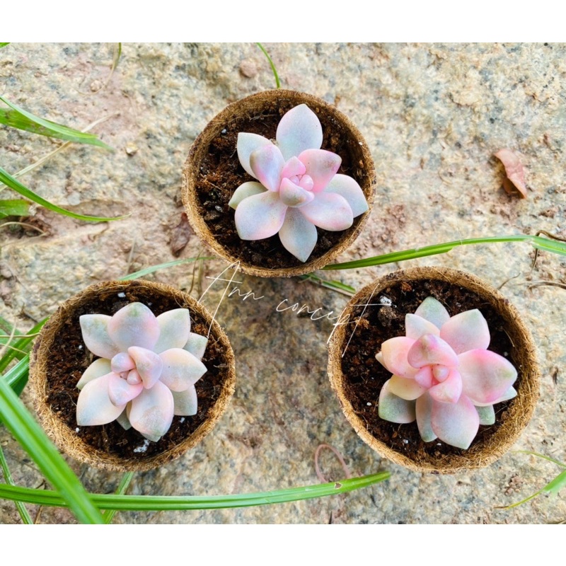 Sen đá Sỏi Var Dòng Vip Ann Concept- Size 5-8cm, Thuần mọi khí hậu