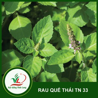 Hạt giống Rau quế Thái - Sakon TN 33