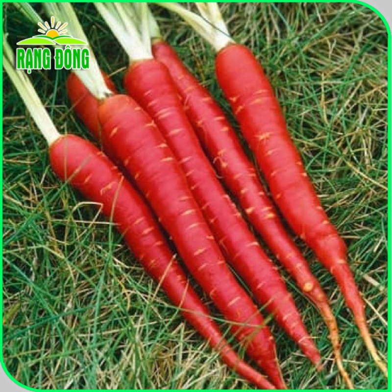 Hạt giống Cà Rốt Đỏ dễ chăm sóc, trồng quanh năm, củ to, dài (gói 5 gr) - Hạt giống Rạng Đông