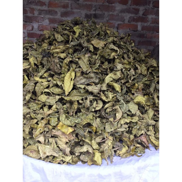 TRÀ BANCHA SAN TUYẾT GỐC CỔ THỤ HƠN TRĂM NĂM GÓI 100G