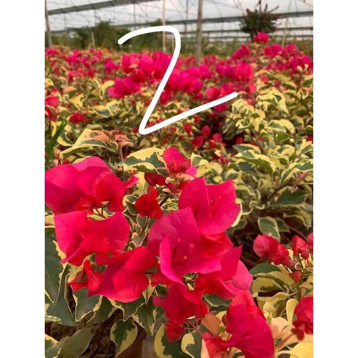 Cây giống hoa giấy cẩm thạch