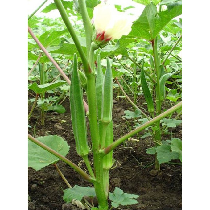 [Seeds] Hạt giống Đậu bắp xanh (đóng gói 20gr)/ Đậu bắp đỏ (đóng gói 2gr)