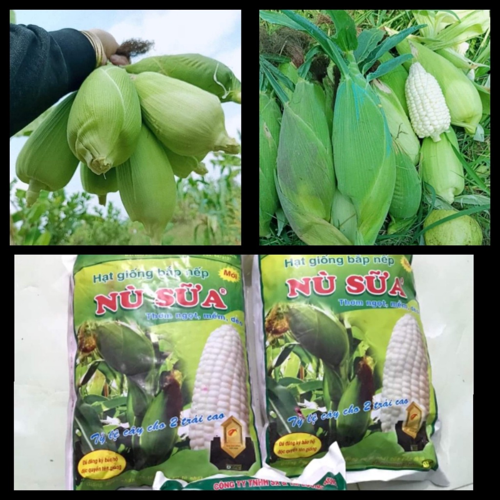 5 Lạng hạt giống ngô nếp nù sữa